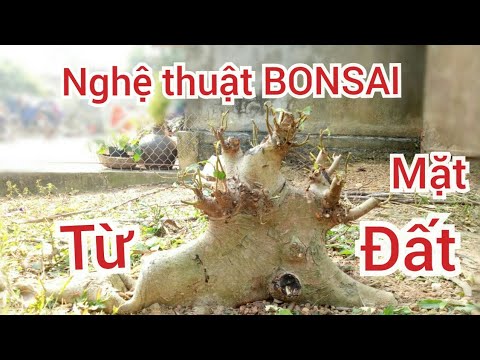 S43..Sung lùn lực.. Nghệ thuật bonsai từ mặt đất