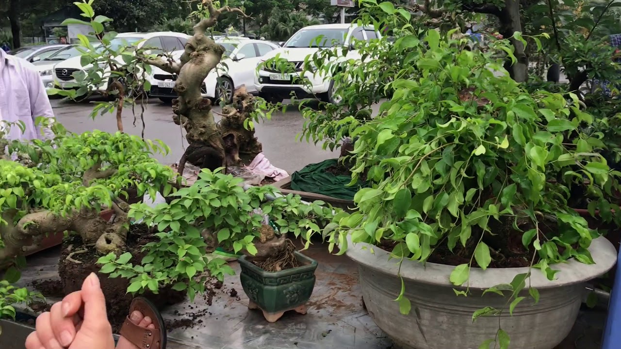 SANH SI GIỜ ĐẮT ĐỎ QUÁ, CÓ CỐT PHÔI NÀO ƯNG CŨNG PHẢI TRÊN TIỀN CHỤC - CHỢ BONSAI VẠN PHÚC, HÀ ĐÔNG