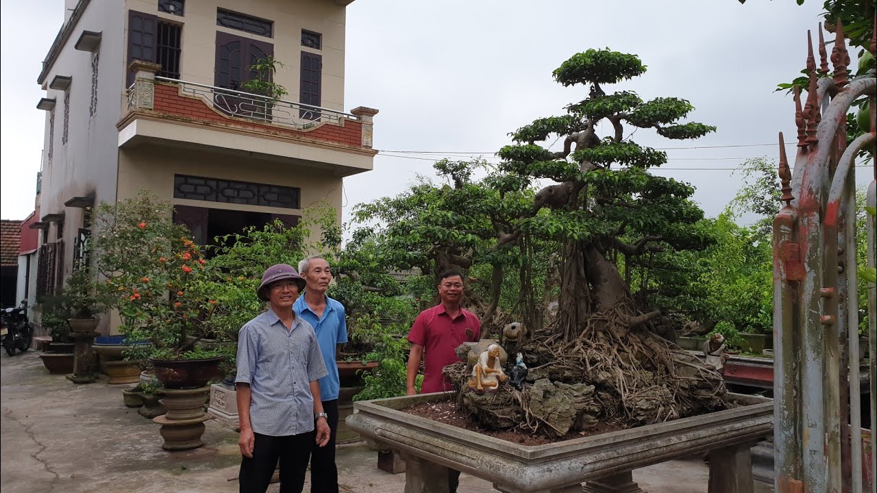 SH.2681.Cây Sanh Lão Mai và nhiều Bonsai nghệ thuật độc đáo vườn Nguyễn Giang.Nam Định