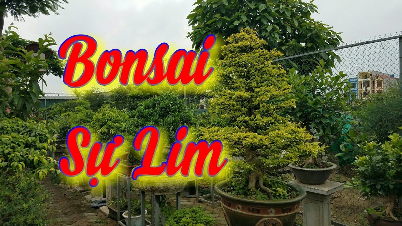 SH.2723.Bonsai nghệ thuật mini Sự Lim giao lưu nhé các Bác.