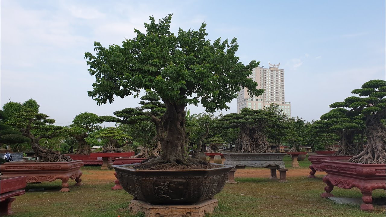 SH.2821.Cây Khế Bonsai Việt cực đẹp của anh Toàn Đôla.