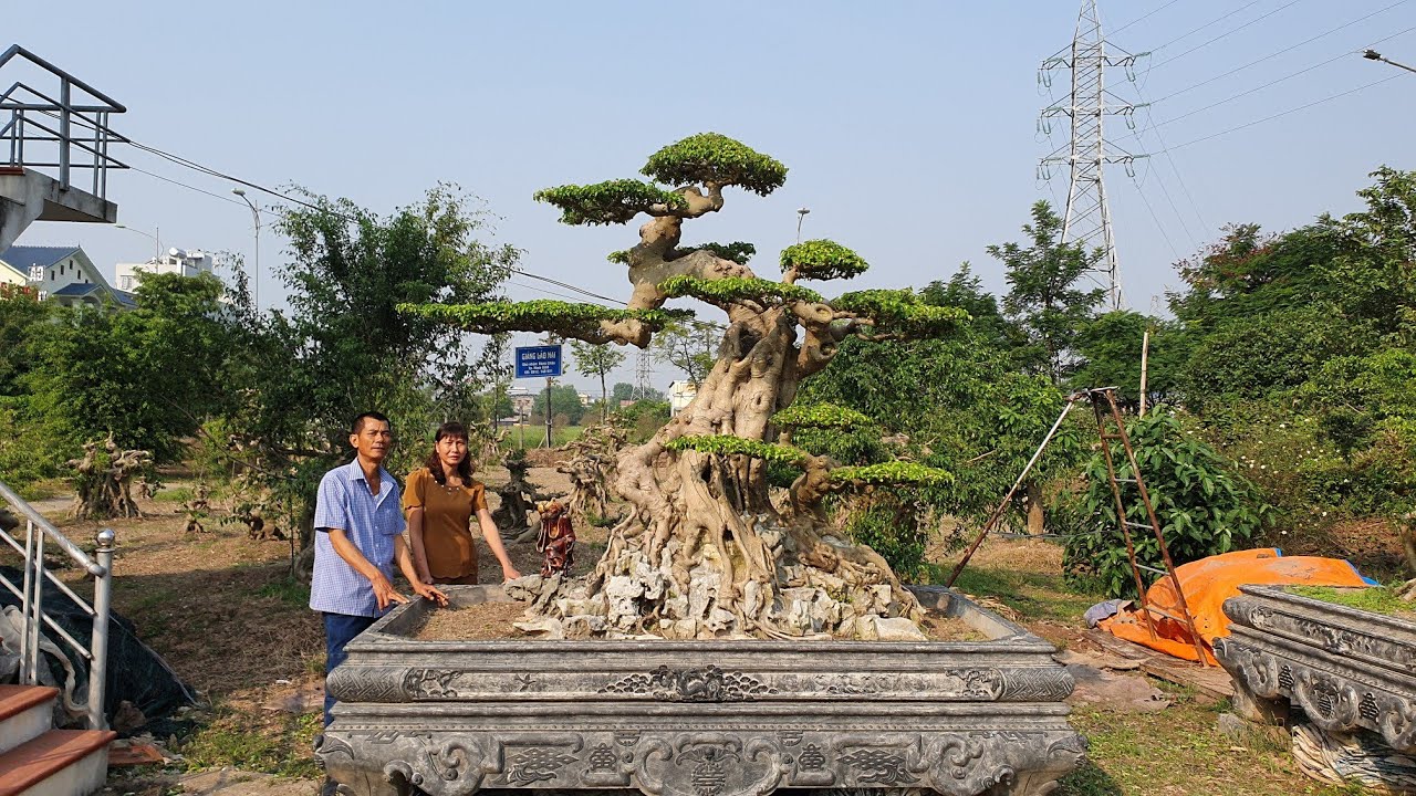 SH.3273.Cây Sanh dáng Lão 2,5 tỷ vườn Hùng Chậu. Tp Nam Định
