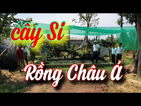 SH.3828. Siêu cây Si như Rồng Châu Á đã xuất hiện tại Triệu Sơn Thanh Hóa.