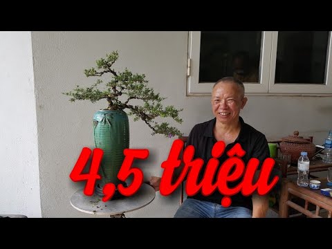 SH.3836. Báo giá 4,5 triệu cây Linh Sam vườn Nguyễn Huynh Văn Giang Hưng Yên