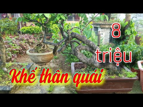 SH.3837. Cây Khế đẹp giá 8 triệu đồng. Vườn cảnh Nhất Duy Bonsai.