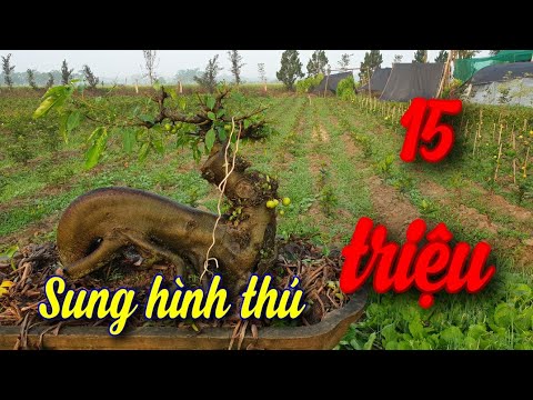 SH.3838. Cây Sung hình thú 15 triệu vườn cảnh Nhất Duy Bonsai.