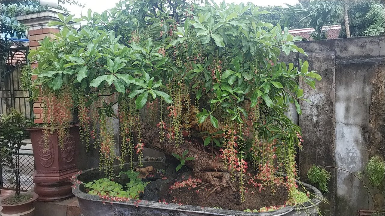 SH.3882. Ngắm cây Lộc Vừng đẹp tại vườn Hương Sắc Đỗ Sinh.