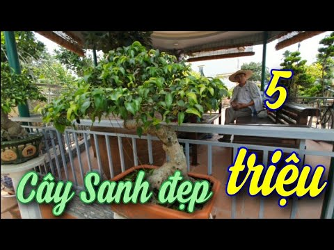 SH.3888. Cây Sanh giá Hợp lý 5 triệu đồng. vườn ông Đào văn Sự.