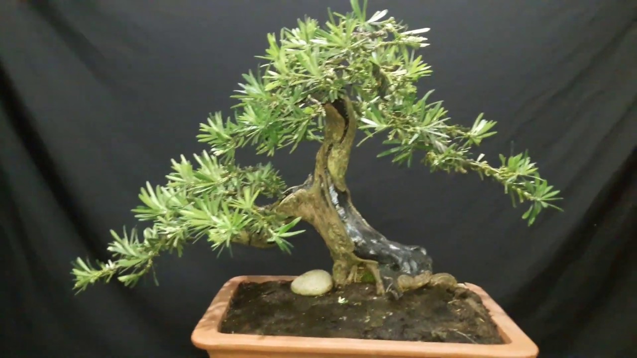 Sale Bonsai | $100 Tùng La Hán Lũa Nghệ Thuật Giá 2Tr | MS 62