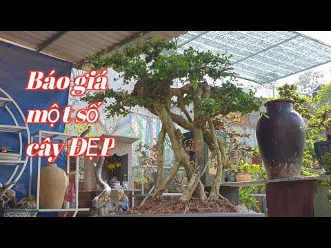 Sam Trái,Linh Sam,Lộc Vừng,Hải Châu,Mai Chiếu Thủy,Sao Cát,Mai Xuân Bonsai ( Nhân 0935 248 799 )