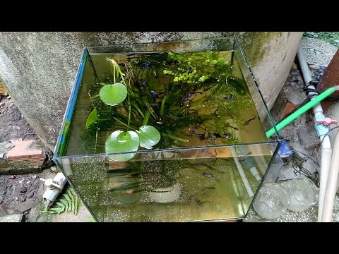 Set up hồ kiếng nhỏ nuôi cá bảy màu trồng cây thủy sinh đơn giản