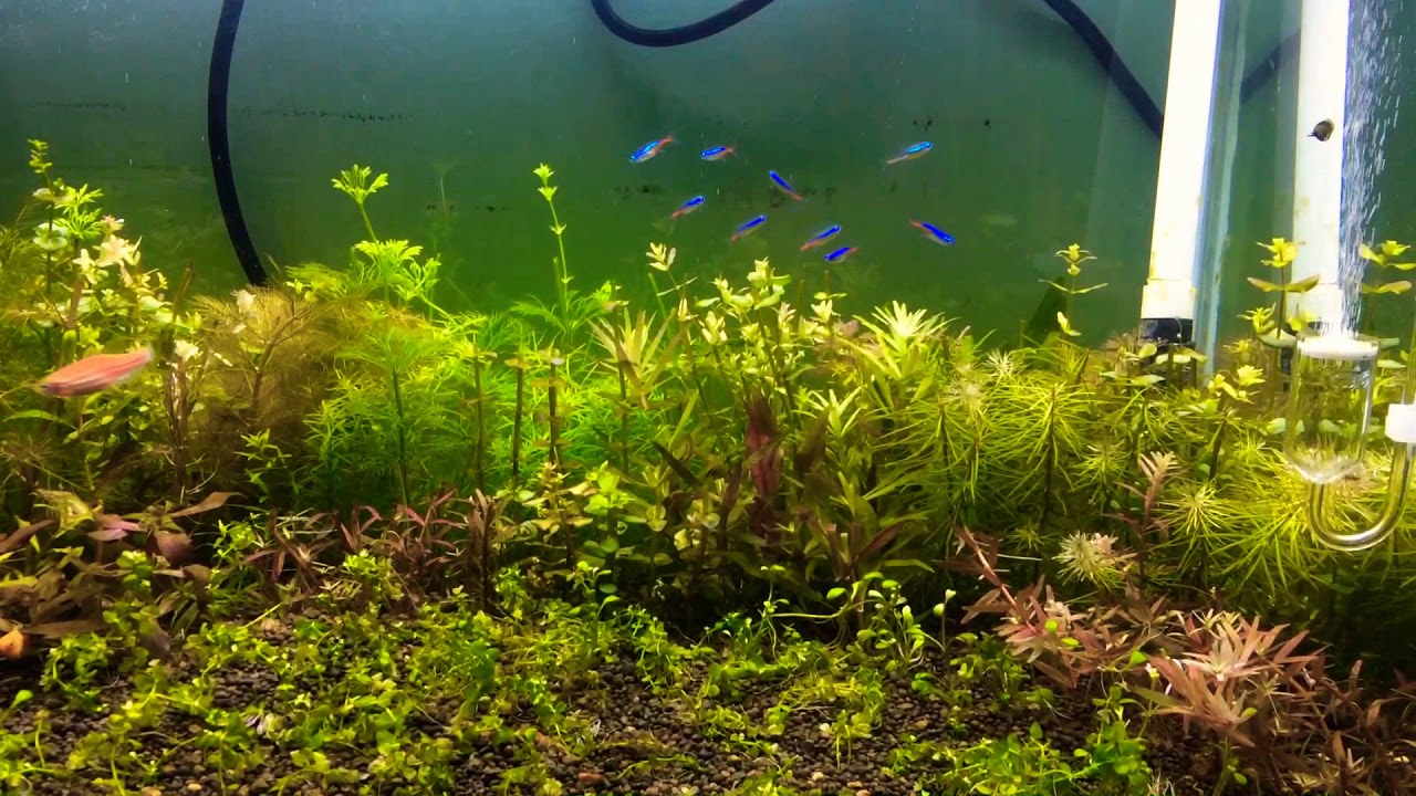 [Setup] Hồ thuỷ sinh phog cách hà lan.. cây quang hợp