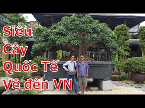 Siêu cây Quốc Tế đã nhập hộ khẩu Việt Nam-bonsai-cây cảnh-BShp