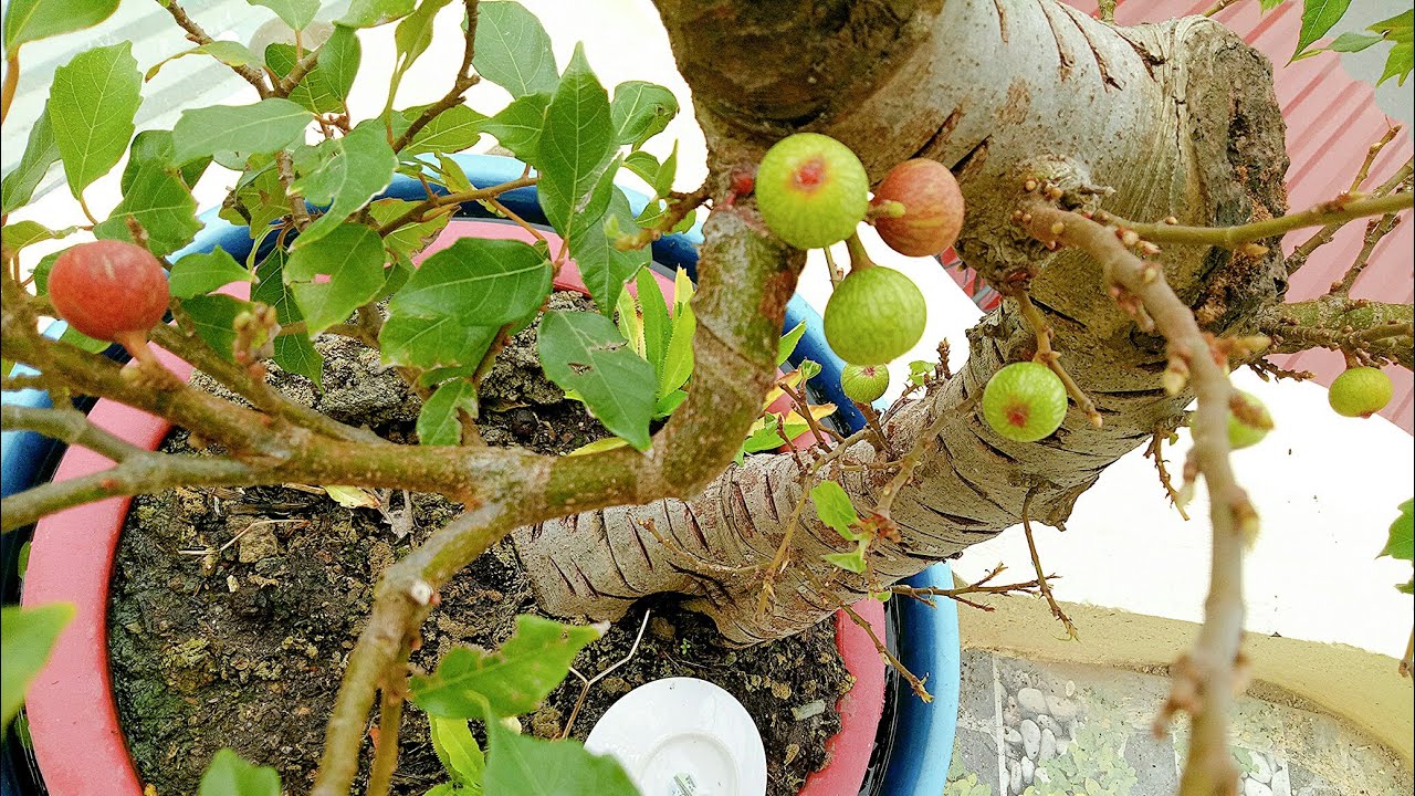 Sung,túc bon sai. Cây phong thủy mang lại cho gia chủ tài lộc và thịnh vượng !