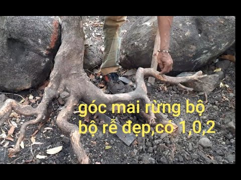 Săn mai rừng phần (3) tìm được cây mai rừng có bộ rễ siêu đẹp/ levan ThongTV