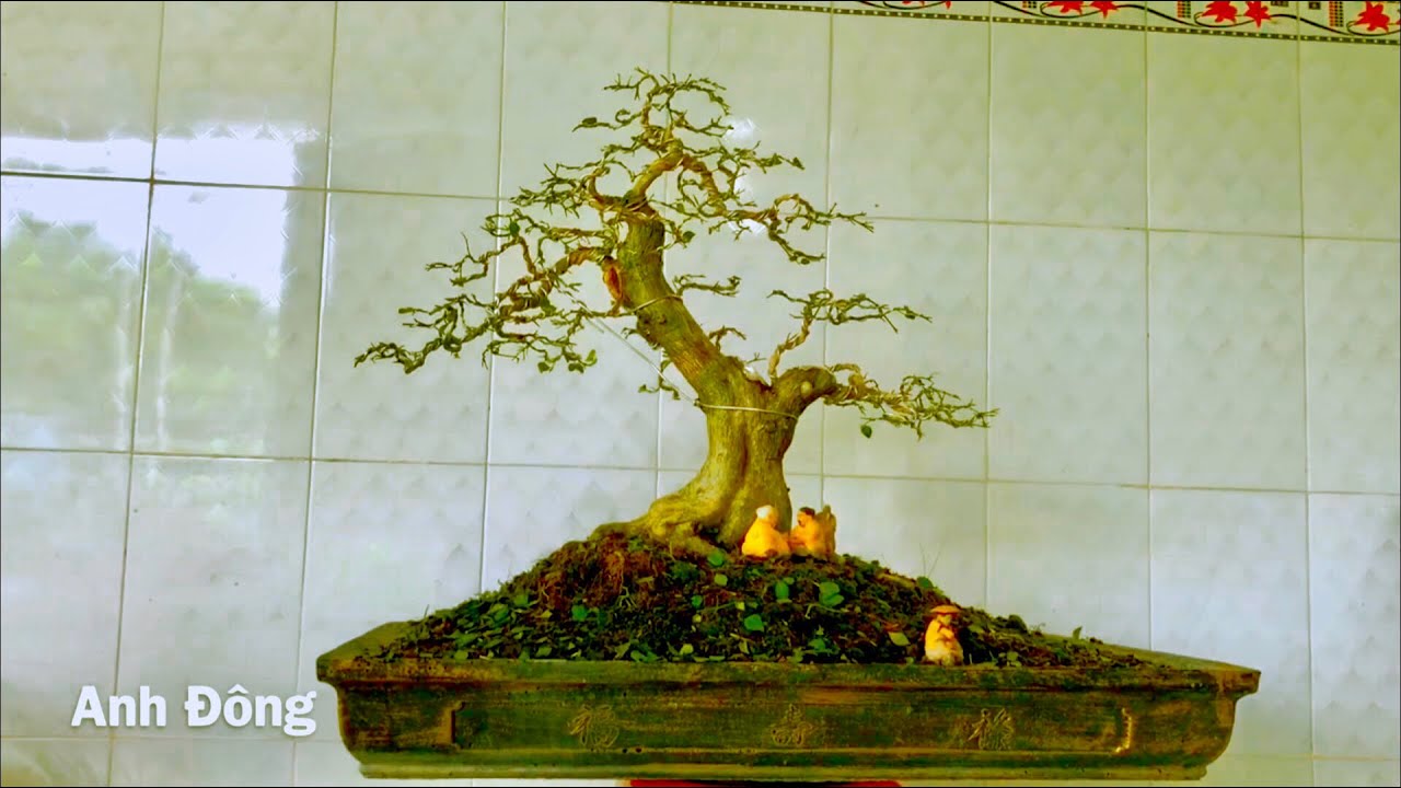 Sửa lại cây nguyệt quế bonsai trực lắc