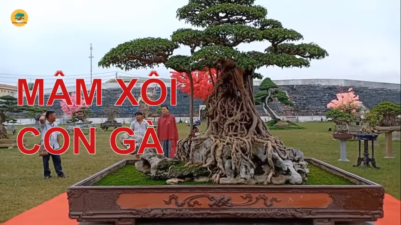 Sự thật siêu cây cảnh Việt Nam "MÂM XÔI CON GÀ" có giá trăm  Tỷ ở Hà Nội
