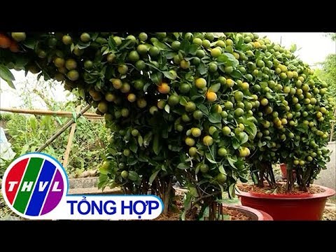 THVL | Độc đáo cây cảnh tạo hình linh vật Tết 2019