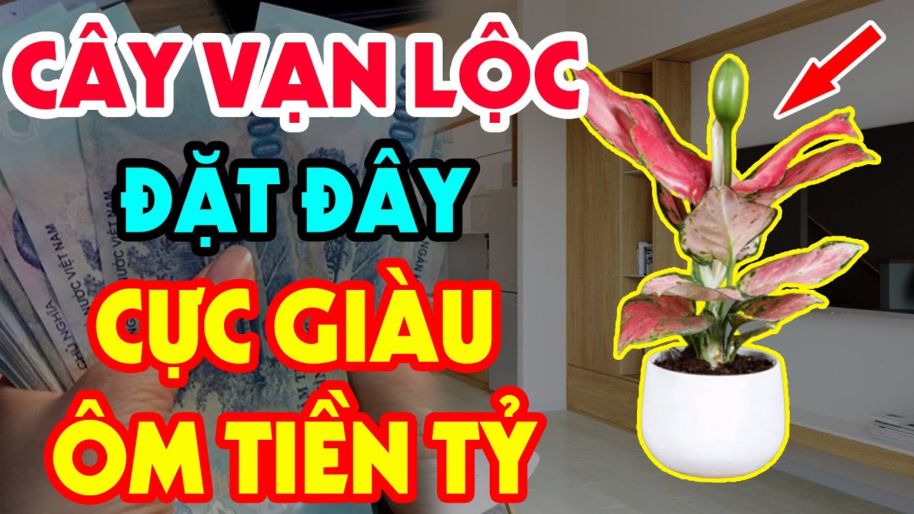 THẦY PHONG THỦY Chỉ Điểm Vị Trí Đặt Cây VẠN LỘC, Tiền Bạc Ùn Ùn Kéo Về Chỉ Sau 1 Đêm