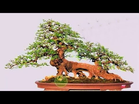 TM05. BÁO GIÁ BONSAI MINI, ĐẦY ĐỦ CHỦNG LOẠI, CÓ SHIP TOÀN QUỐC cho anh em giao lưu.