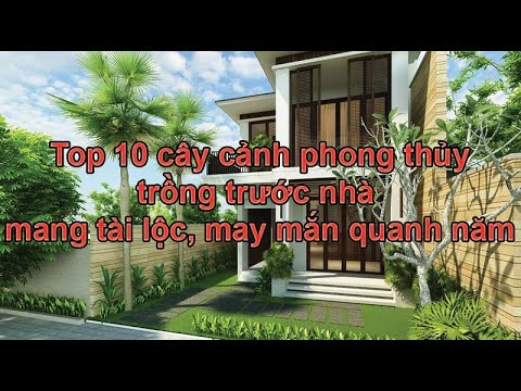 TOP 10 CÂY CẢNH PHONG THỦY TRƯỚC NHÀ, MANG TÀI LỘC, MAY MẮN QUANH NĂM