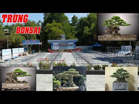 TOÀN CẢNH CÔNG TÁC TRIỂN LÃM CÂY CẢNH SẦM SƠN BONSAI SIÊU CÂY HỘI TỤ