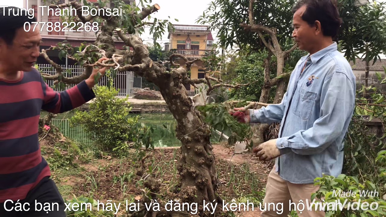 TRUNG THÀNH BONSAI đổi dáng CÂY CẢNH .