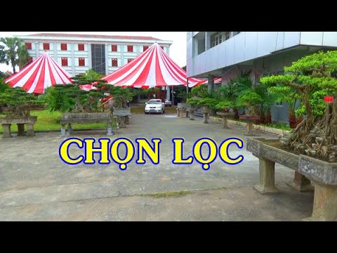 TRƯNG BÀY CÂY CẢNH CHỌN LỌC TẠI THỊ TRẤN HƯNG HÀ - THÁI BÌNH 17/5/2020 ( PHẦN 2)