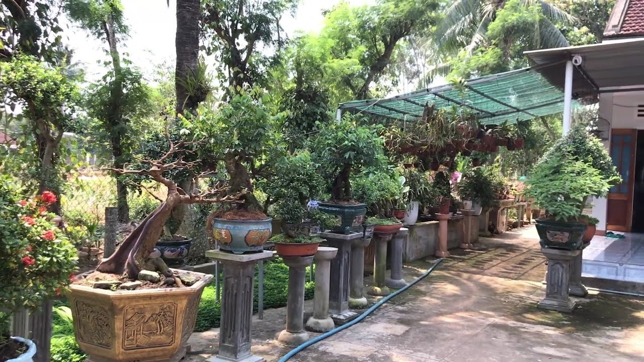 Tham quan vườn cây cảnh chú Lâm gần nhà, nhiều tác phẩm bonsaimini đẹp