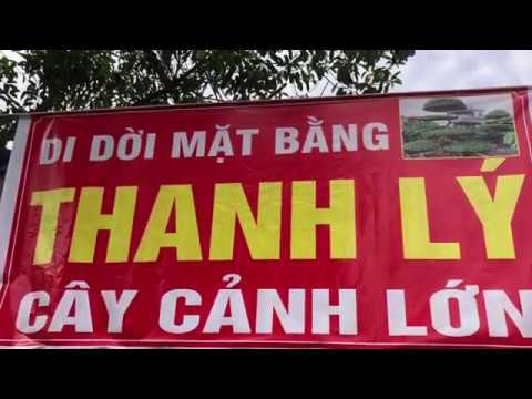 Thanh Lý Cây Cảnh | Cây Cảnh 100k | Cây Về 21/12/2019 | Cây Cảnh TV