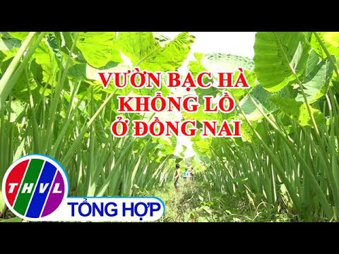 Thích thú với vườn bạc hà khổng lồ ở Đồng Nai