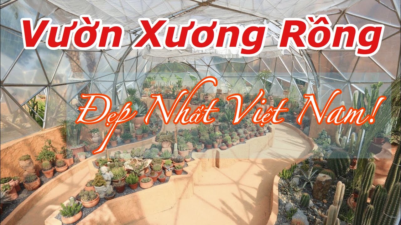 ?? Thăm Quan Vườn Xương Rồng Đẹp Nhất Việt Nam tại VinWonders Nha Trang