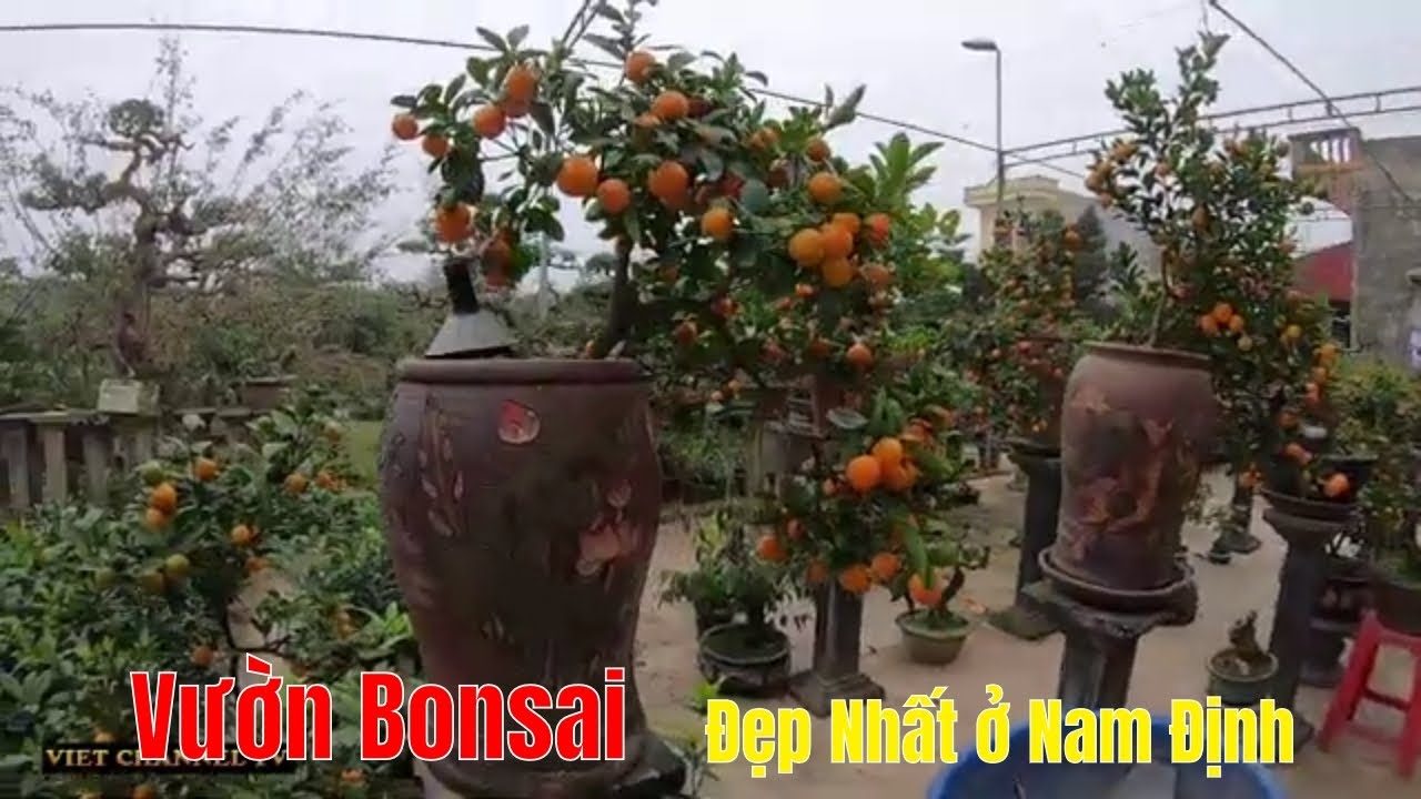 Thăm Vườn Cây Bonsai Đẹp Nhất Ở Nam Định