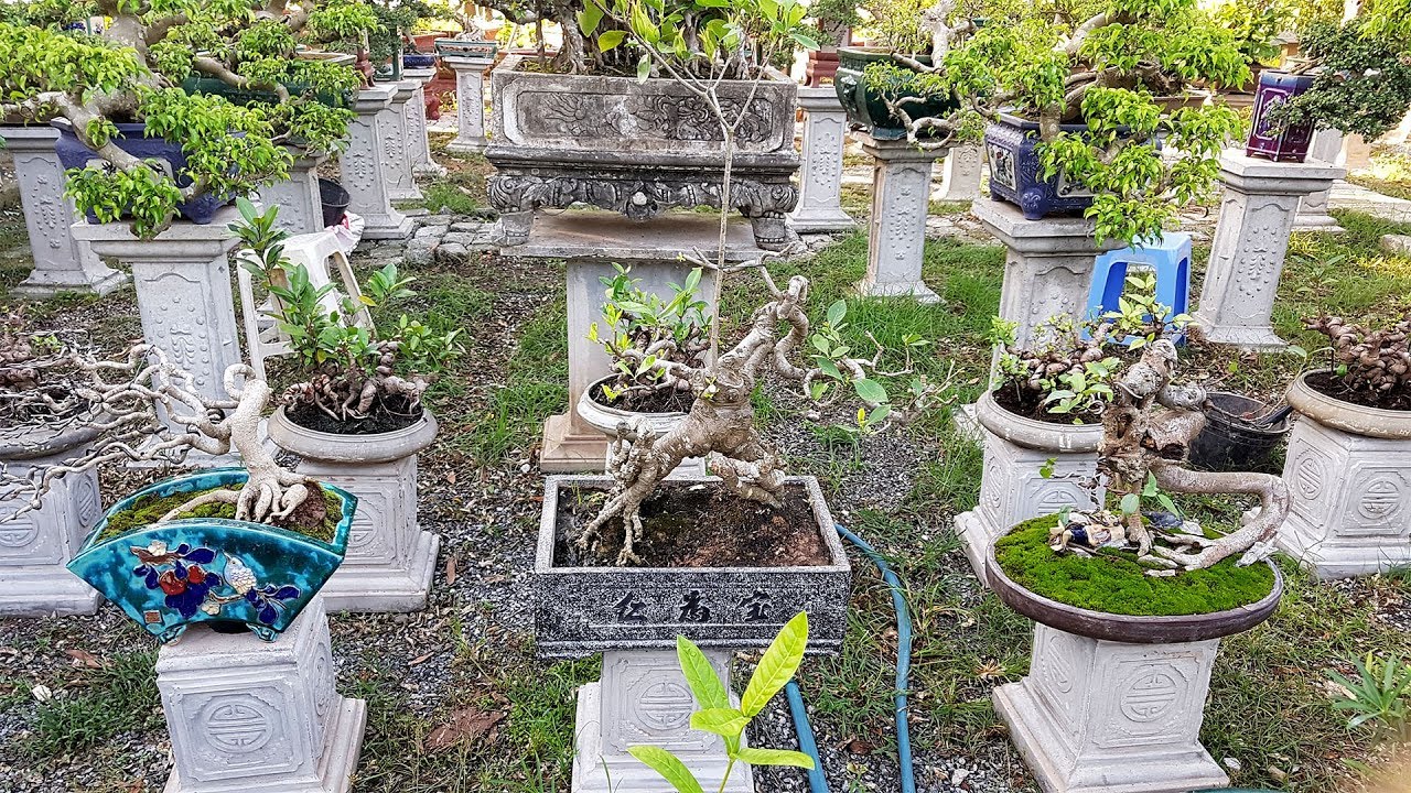 Thăm vườn cây cảnh bonsai nghệ thuật của anh Nguyên Hải Phòng