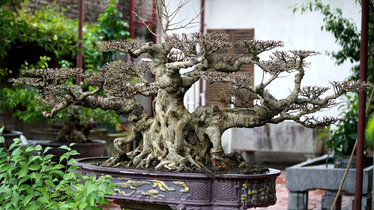 Thăm vườn cây cảnh nghệ thuật đẳng cấp của chú Tuấn Bom
