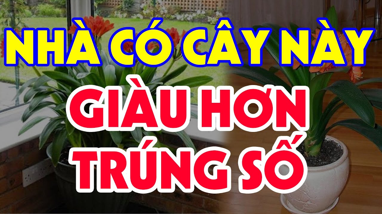 Thầy Phong Thủy Hé Lộ Loài Cây Kích Lộc Hơn Vạn lần Lưỡi Hổ, Chỉ Sau 3 Đêm Tiền bạc Ùn Ùn Kéo Về