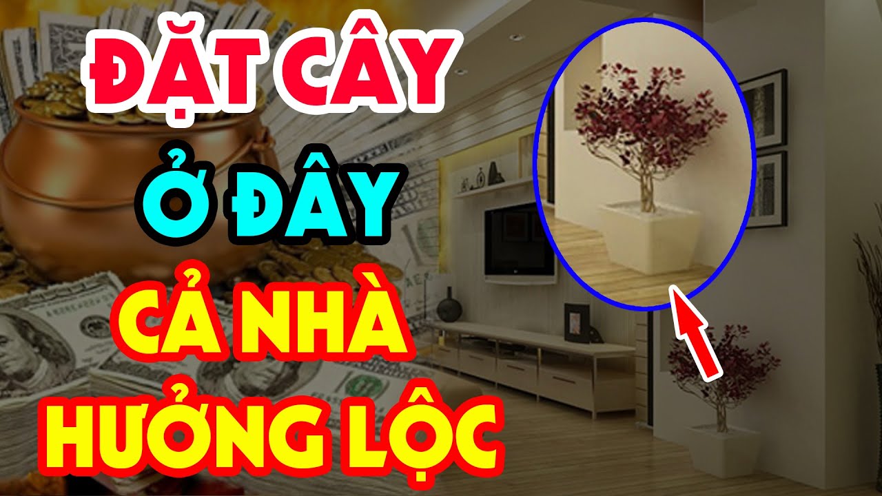 Thầy Phong Thủy TIẾT LỘ Vị Trí Đặt CÂY PHONG THỦY Để HÚT TÀI LỘC, Vét Hết Tiền Thiên Hạ