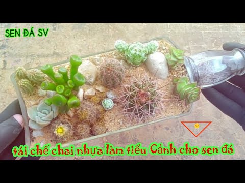 Tiểu cảnh Sen Đá_một số tiểu Cảnh sen đá đẹp và sáng tạo