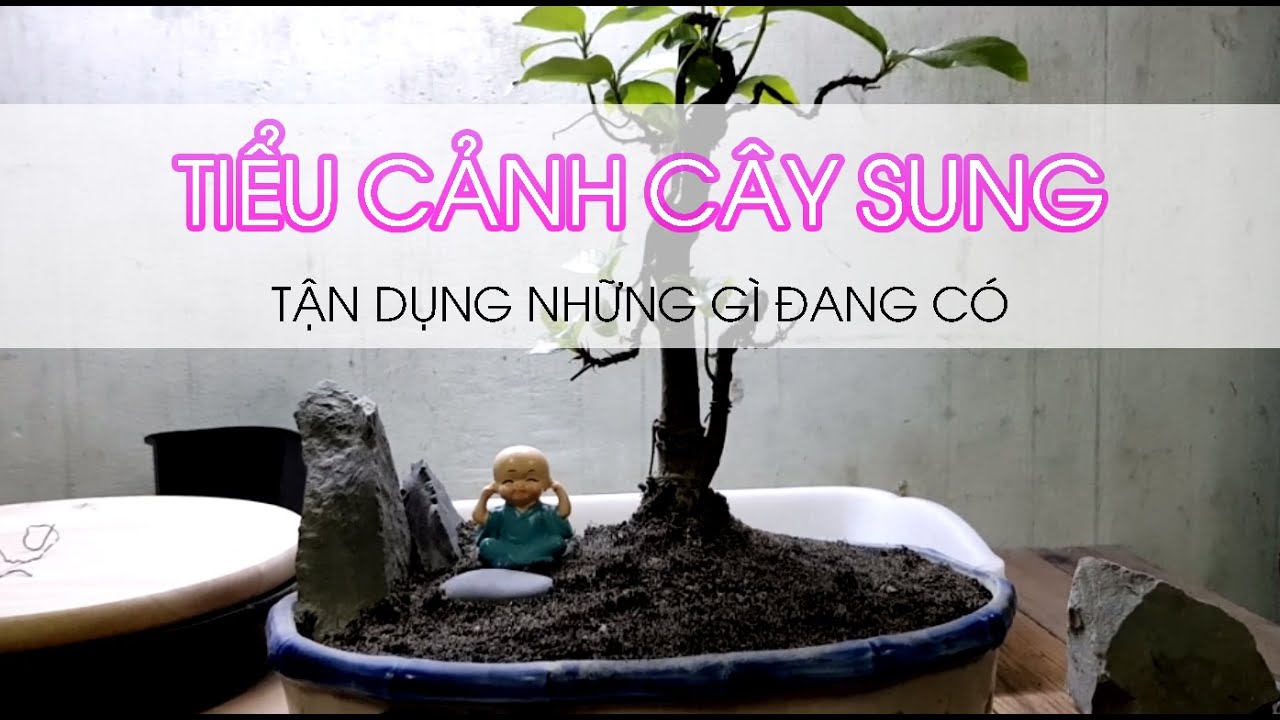 Tiểu cảnh cây sung - Tiểu cảnh có gì dùng đó | Cây Sung bonsai bên đường ray ngày nào lên chậu