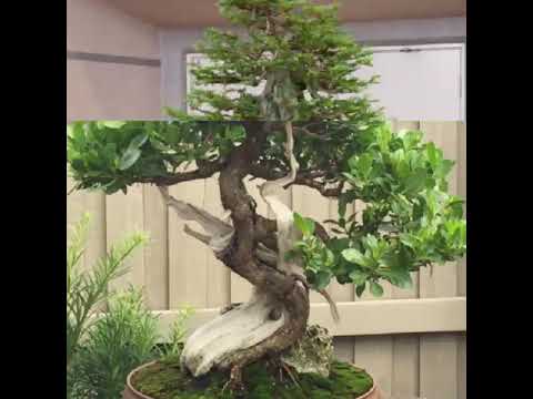 Top 30 bonsai ấn tượng ( cây cảnh nghệ thuật)