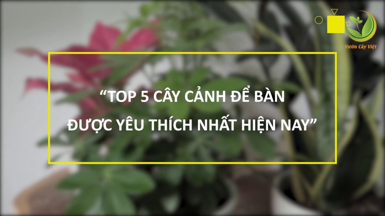 Top 5 cây cảnh đẹp để bàn được ưa thích nhất hiện nay