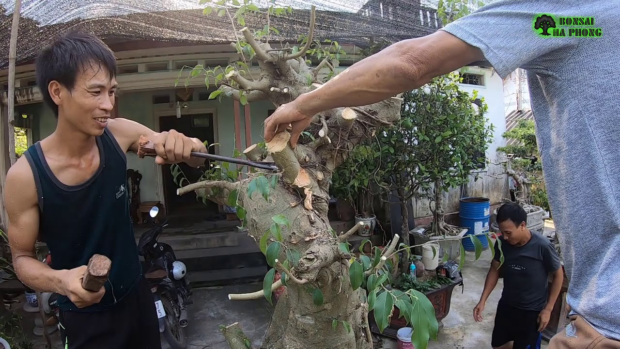 Toàn cảnh cắt phá cây phôi có độ lắc đẹp-cây cảnh-bonsai-BShp