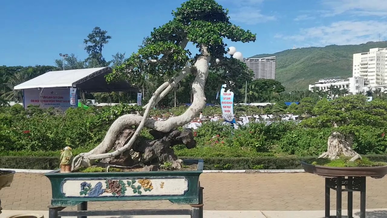 Triển lãm bonsai Quy Nhơn Bình Định 2019, mãn nhãn với những cây cảnh nghệ thuật