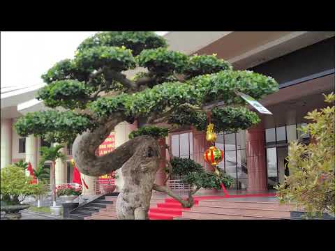 Triển lãm bonsai cây cảnh  Bắc Ninh 2019