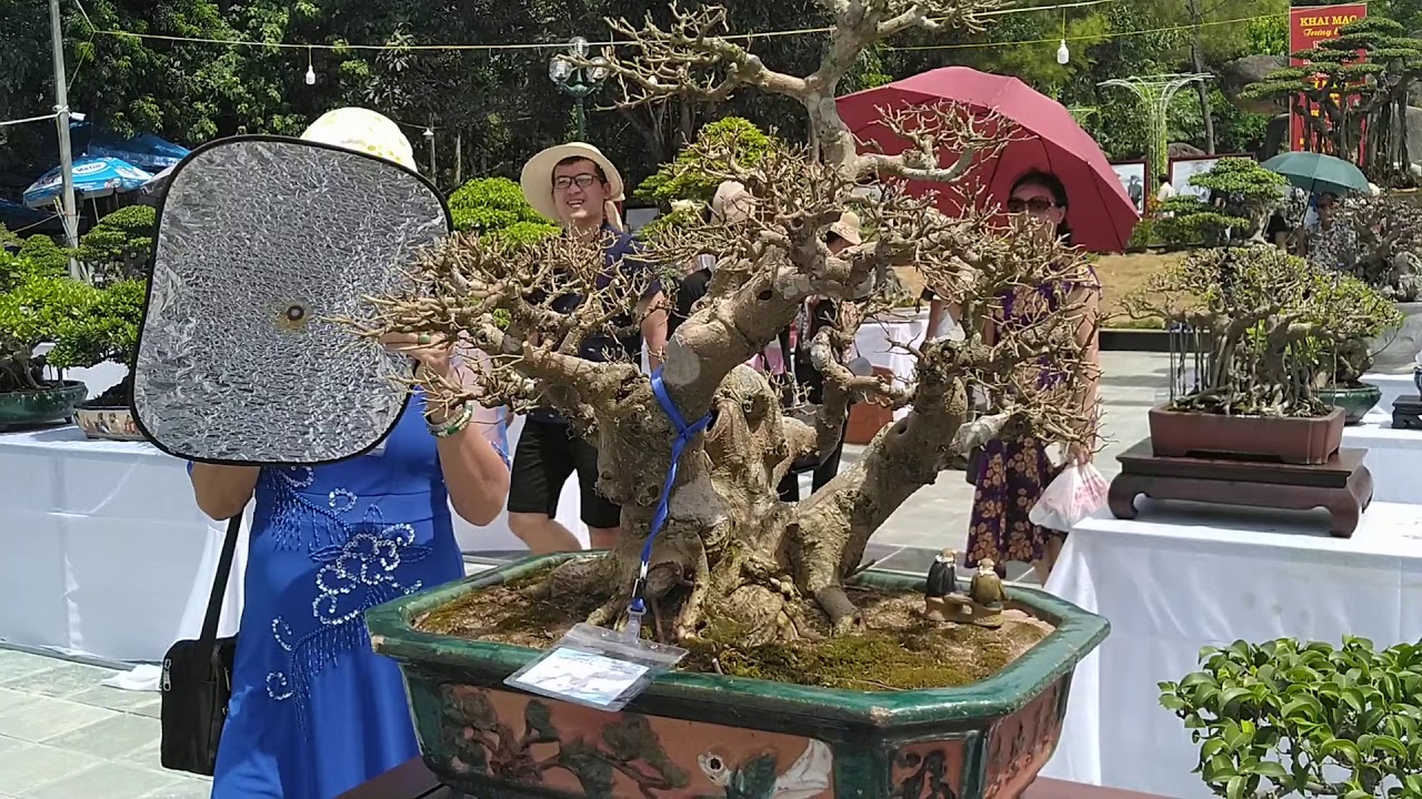 Triển lãm bonsai cây cảnh Sầm Sơn( P4)BOnsai exhibition in Sam Sơn