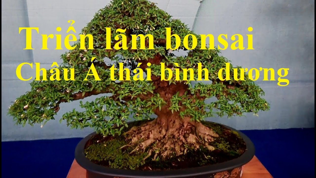 Triển lãm bonsai hội tựu cây đẹp@cây cảnh miền tây