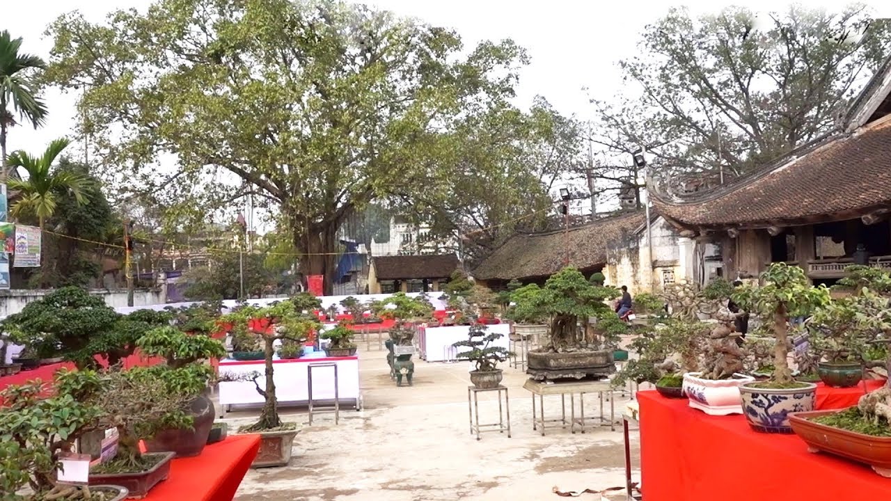 Triển lãm cây cảnh Hữu Bằng chào xuân 2019 - bonsai exhibition in Huu Bang