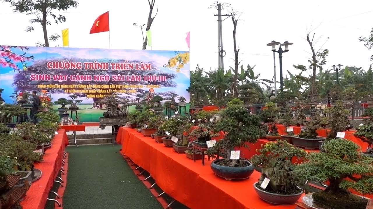 Triển lãm cây cảnh Ngô Sài, bonsai chọn lọc rất chất lượng. Bonsai exhibition in Ngo Sai