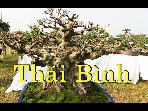 Triển lãm cây cảnh hội chợ quốc tế đồng bằng bắc bộ 2019 tại Thái Bình.