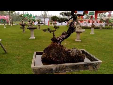 Trưng bày bonsai nghệ thuật tại Vinhome City Ha Nội